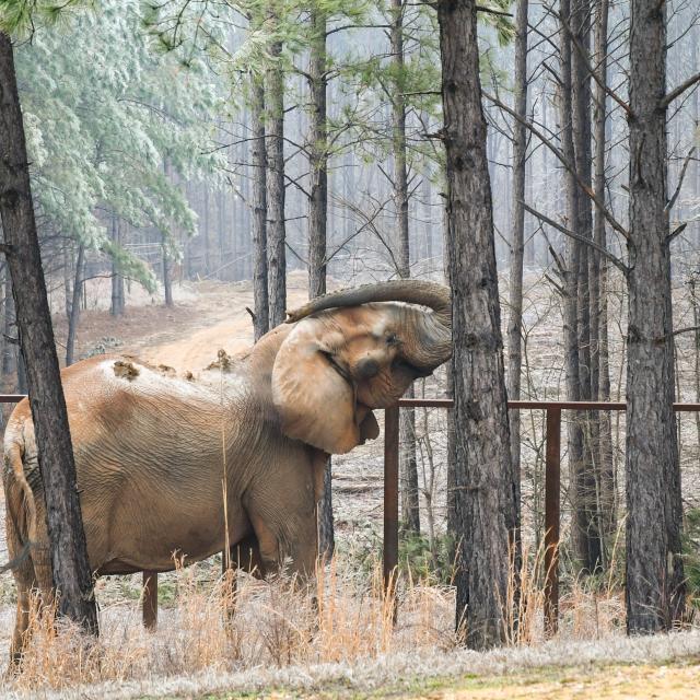 Artie's First Week EleNotes The Elephant Sanctuary in Tennessee